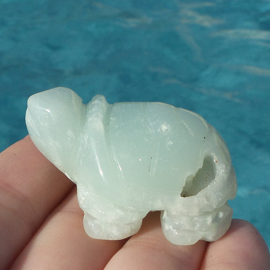 Caribbean Calcite Turtle